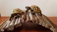 UK Bred Hermanns Hatchlings (THB) For Sale - South Wales